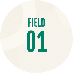 FIELD 01